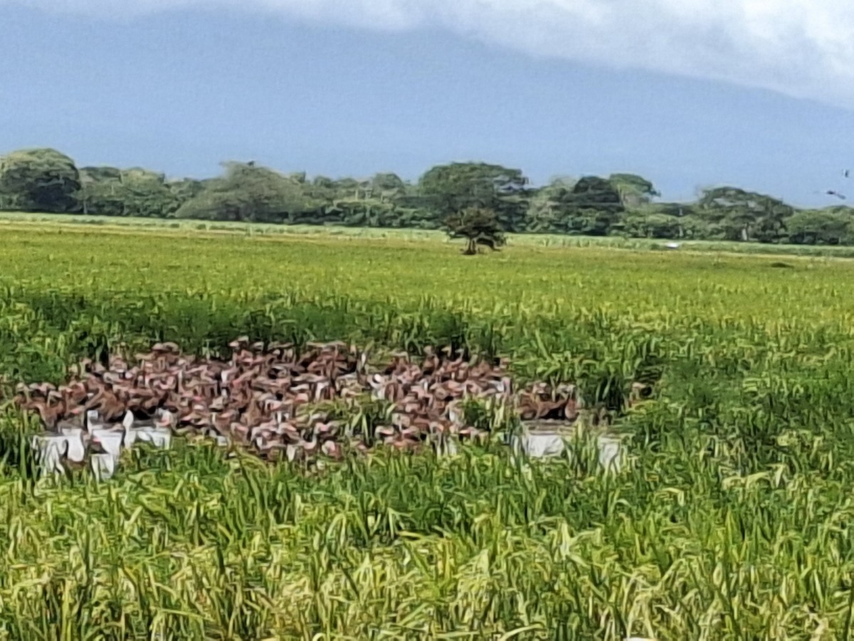 Black-bellied Whistling-Duck - ML639823501