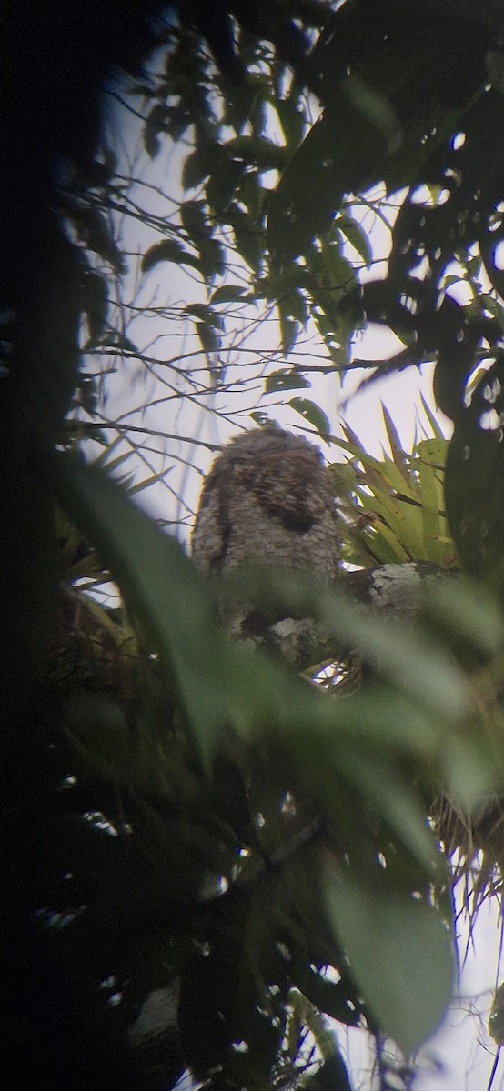 Great Potoo - ML639823520