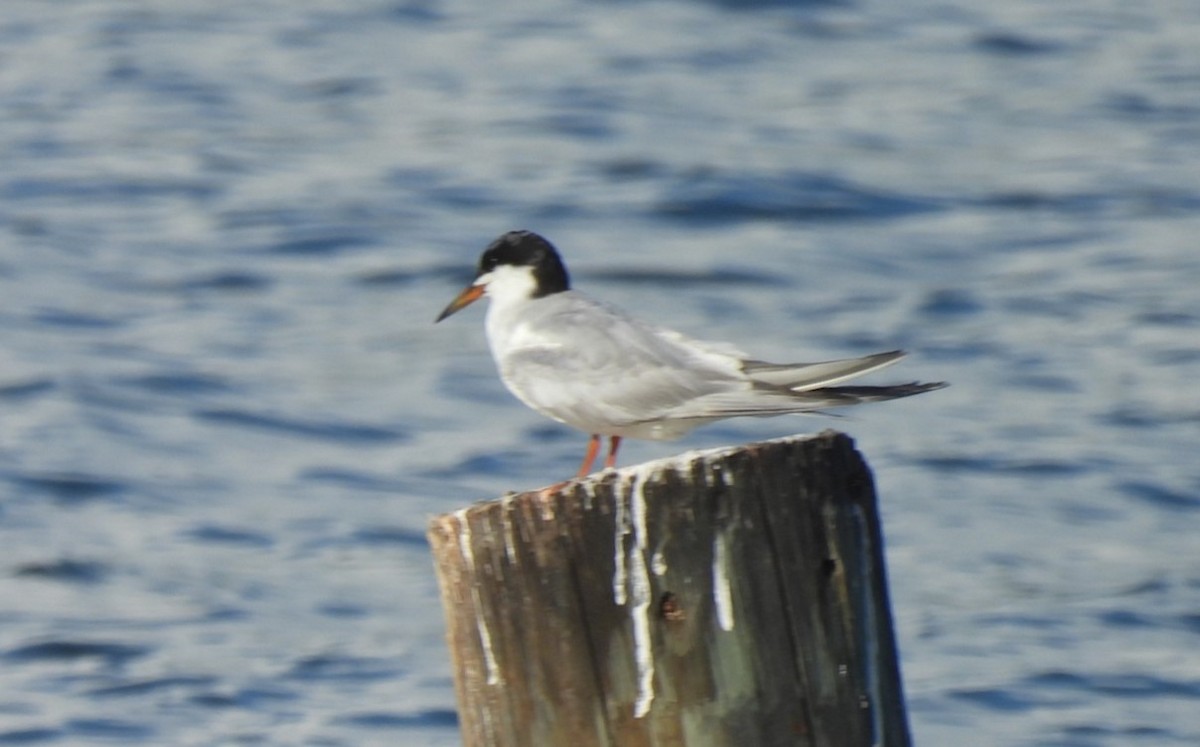 Forster's Tern - ML639823556