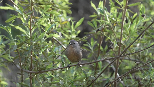 Wrentit - ML639823570