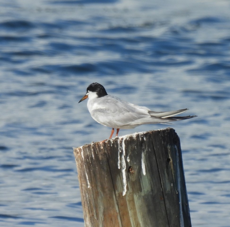 Forster's Tern - ML639823578