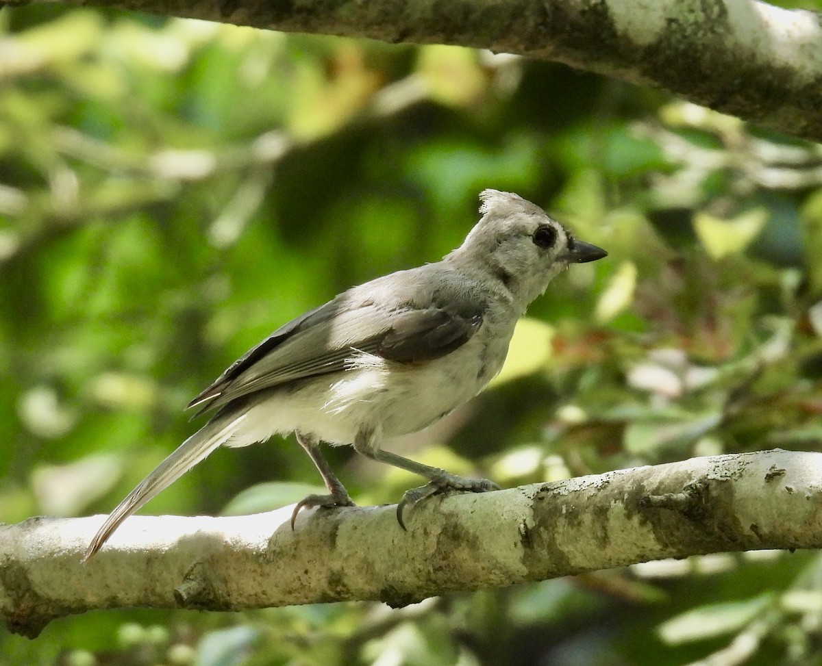 Tufted Titmouse - ML639823600