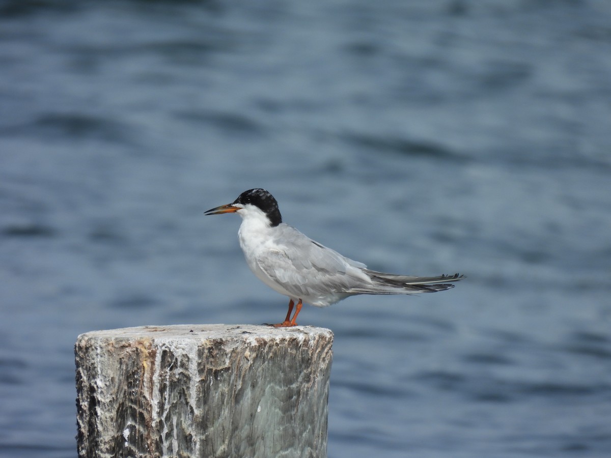 Forster's Tern - ML639823603
