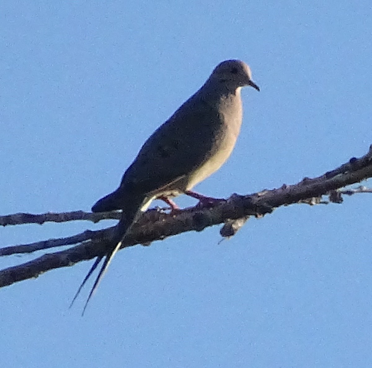 Mourning Dove - ML639823629