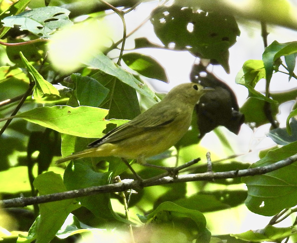 Yellow Warbler - ML639823632