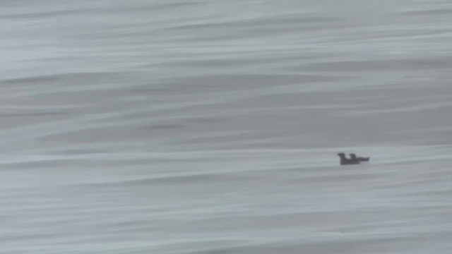 Marbled Murrelet - ML639823662
