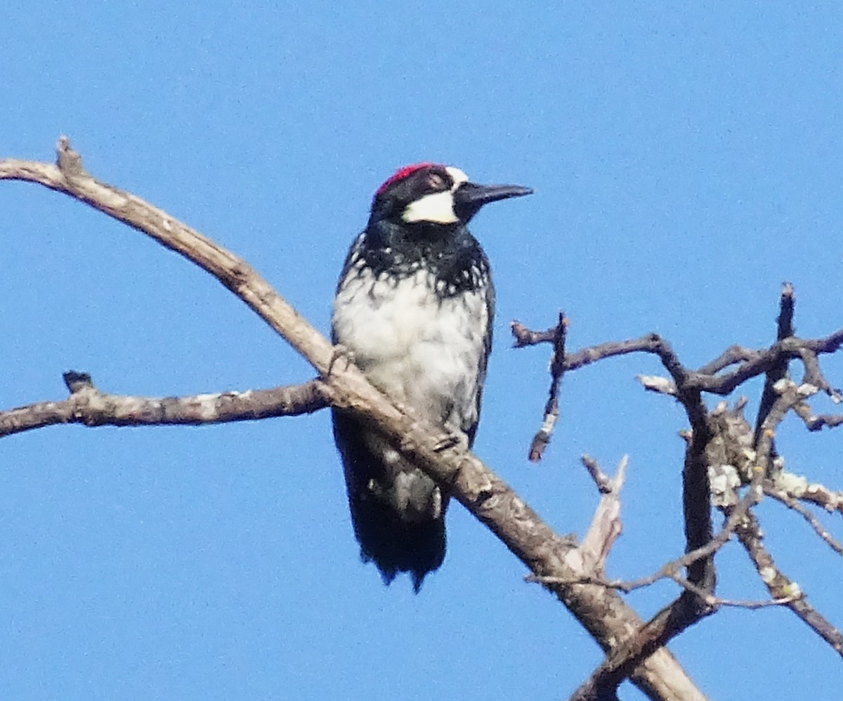 Acorn Woodpecker - ML639823709
