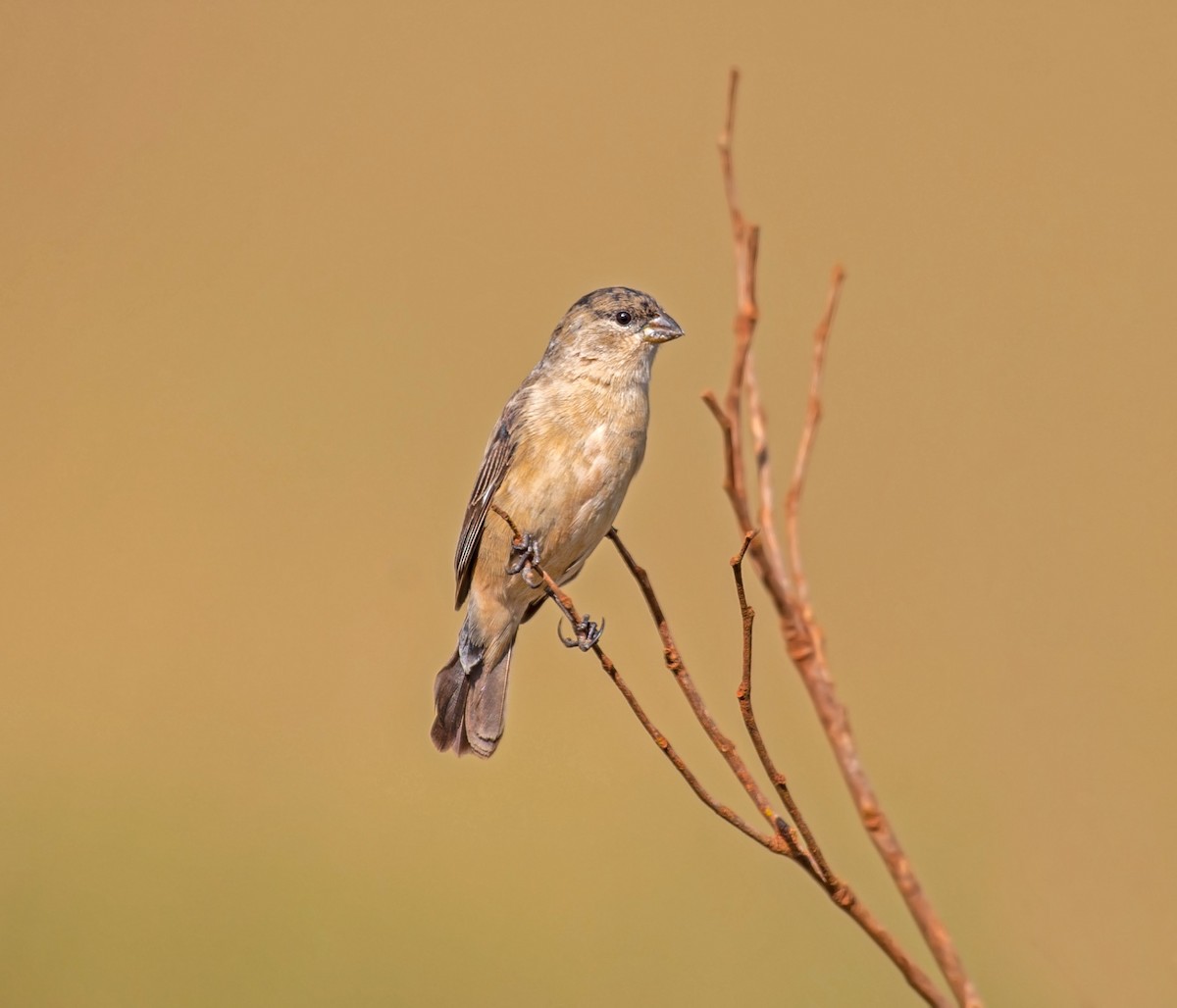 Pearly-bellied Seedeater - ML639823723