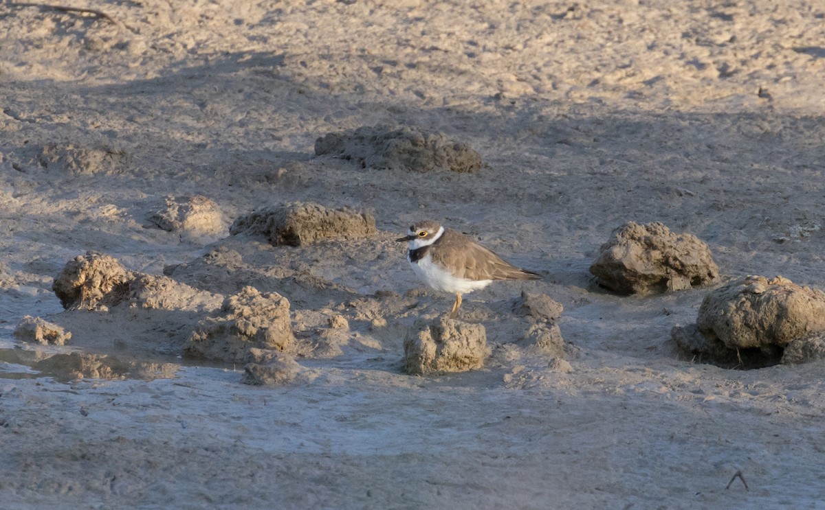 Little Ringed Plover - ML639823825