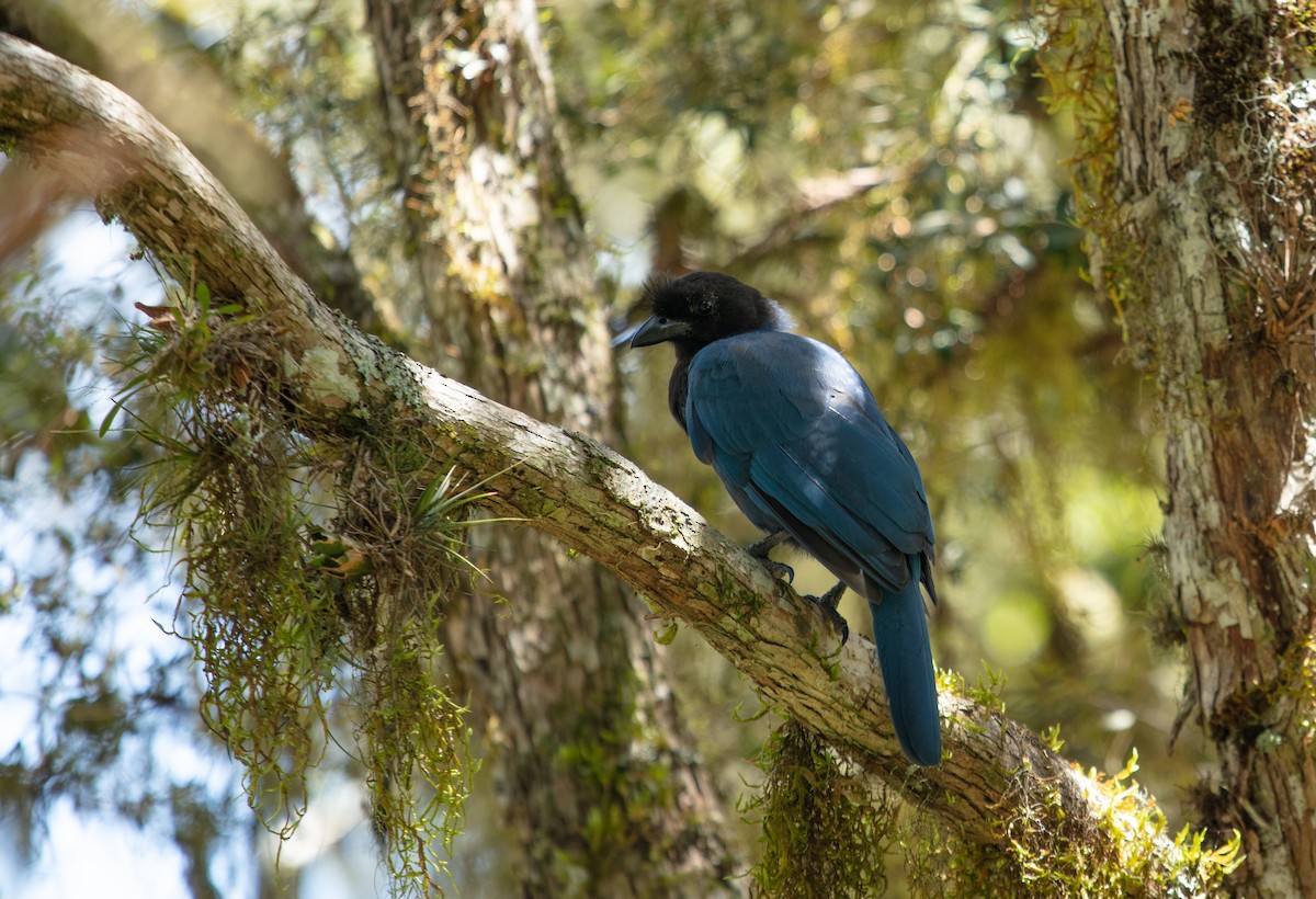 Azure Jay - ML639823836