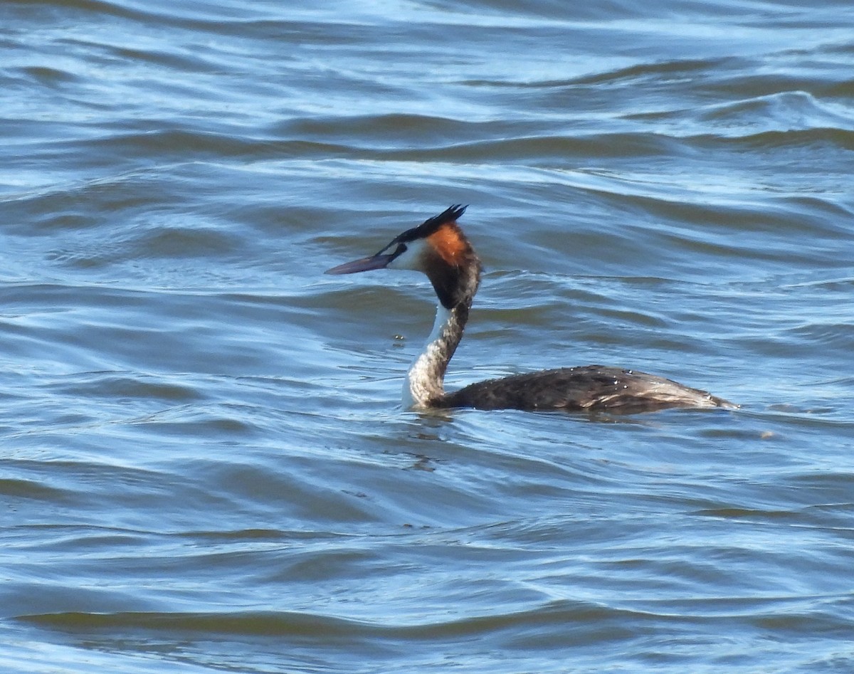 Отгот шунгуур - ML639823847