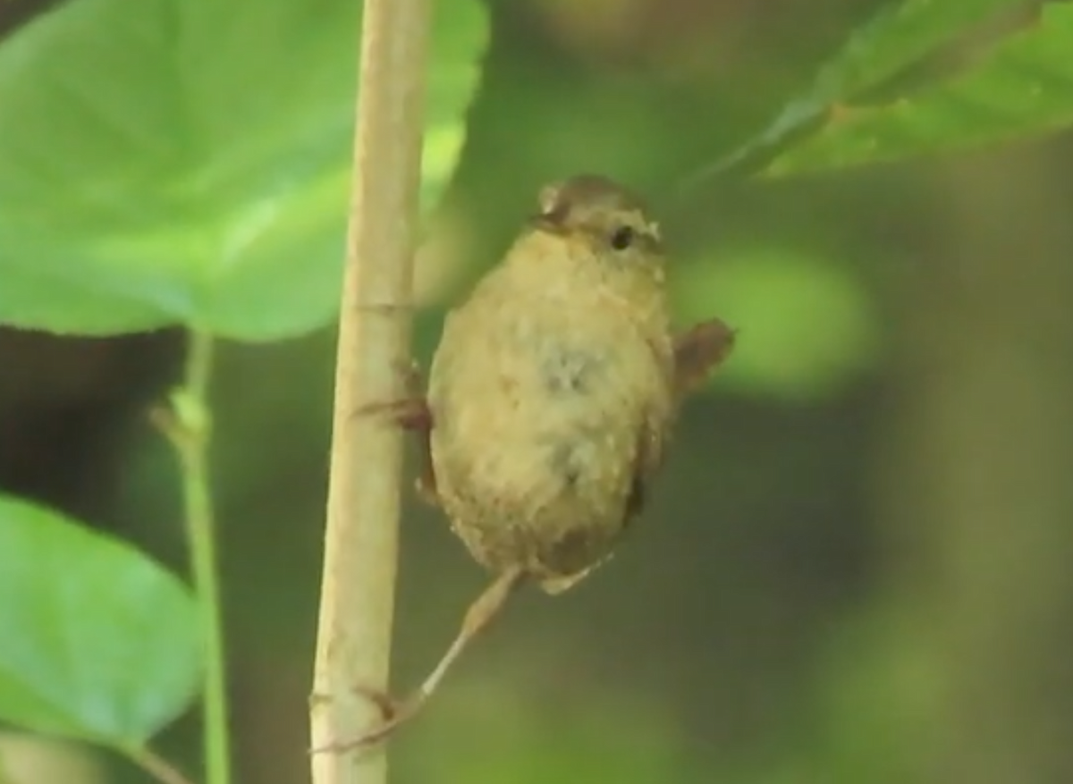 Winter Wren - ML639823915