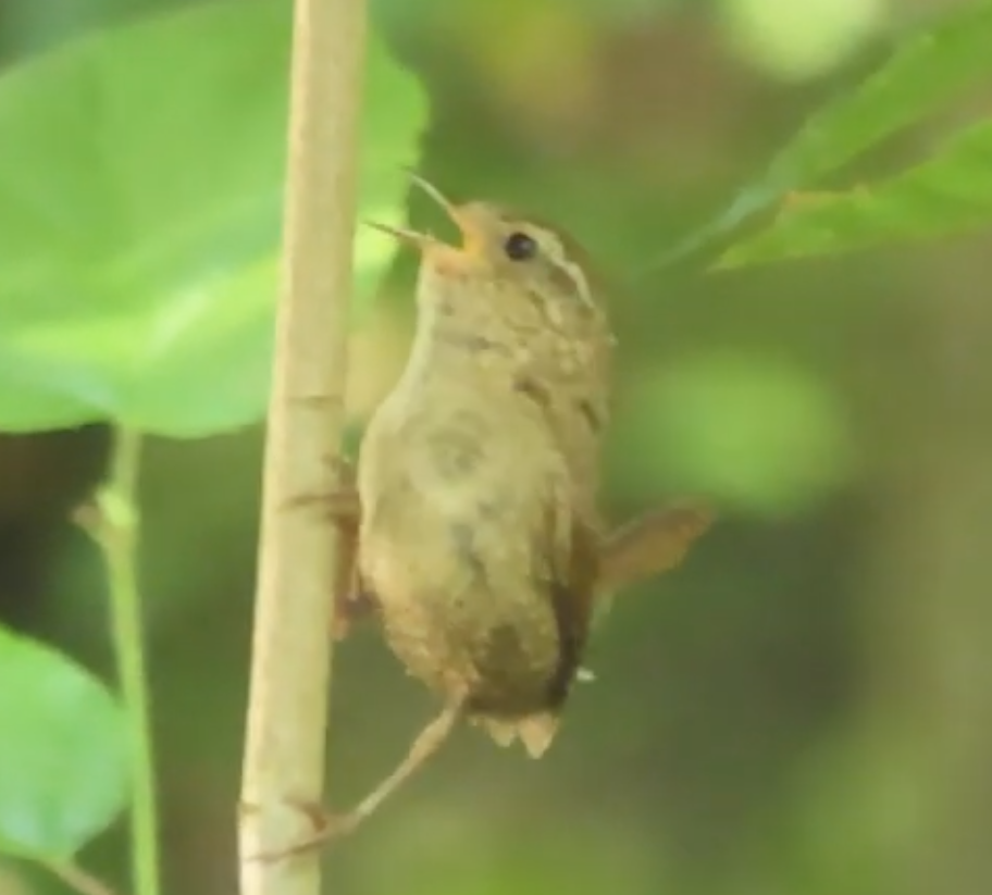Winter Wren - ML639823916