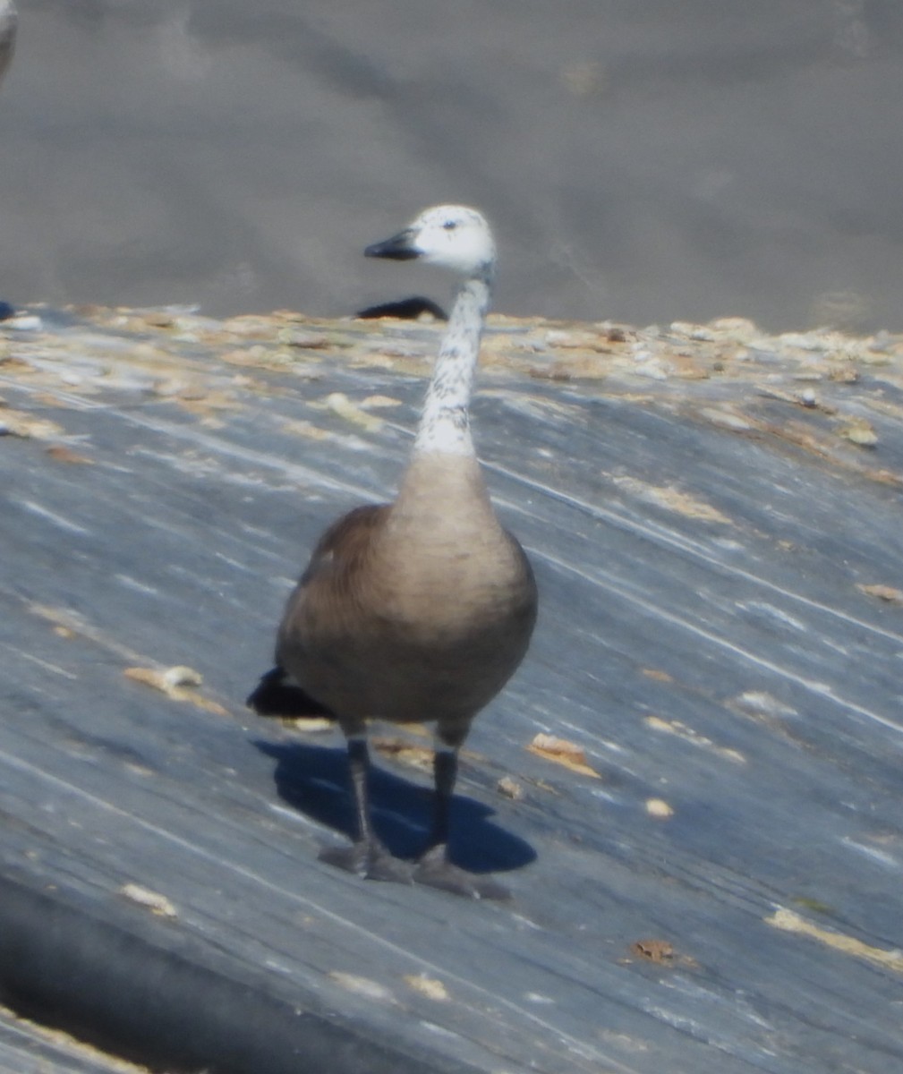 Snow x Canada Goose (hybrid) - ML639823946