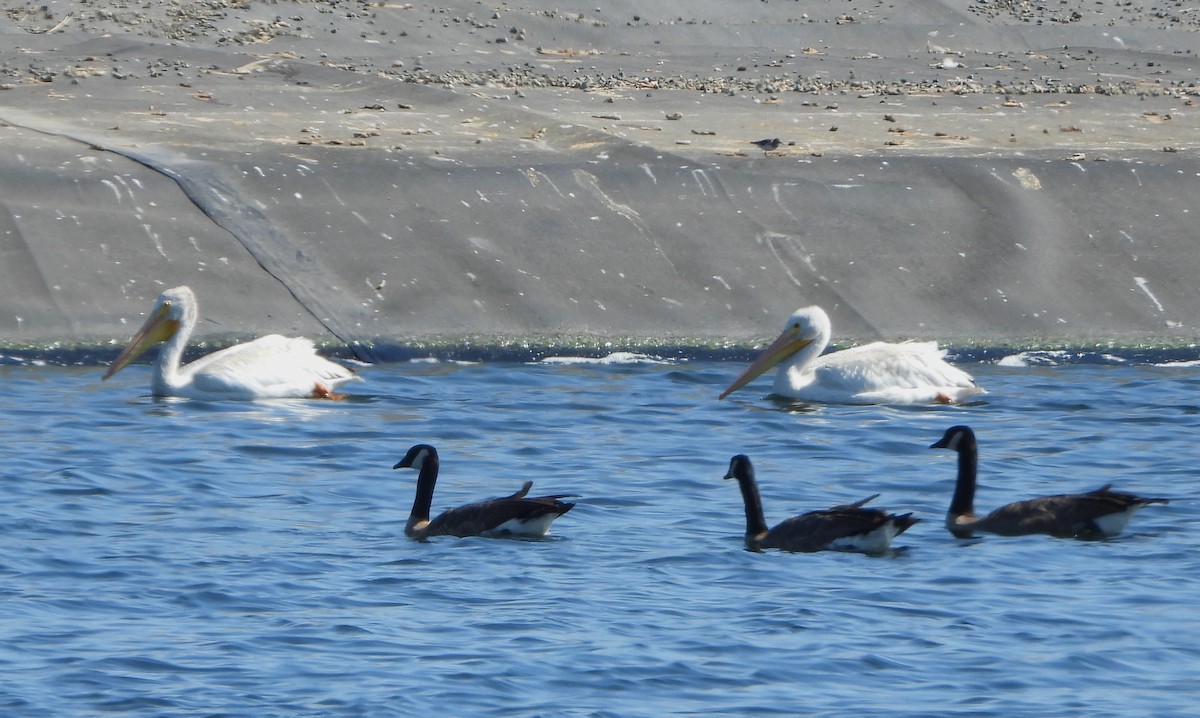 American White Pelican - ML639823963