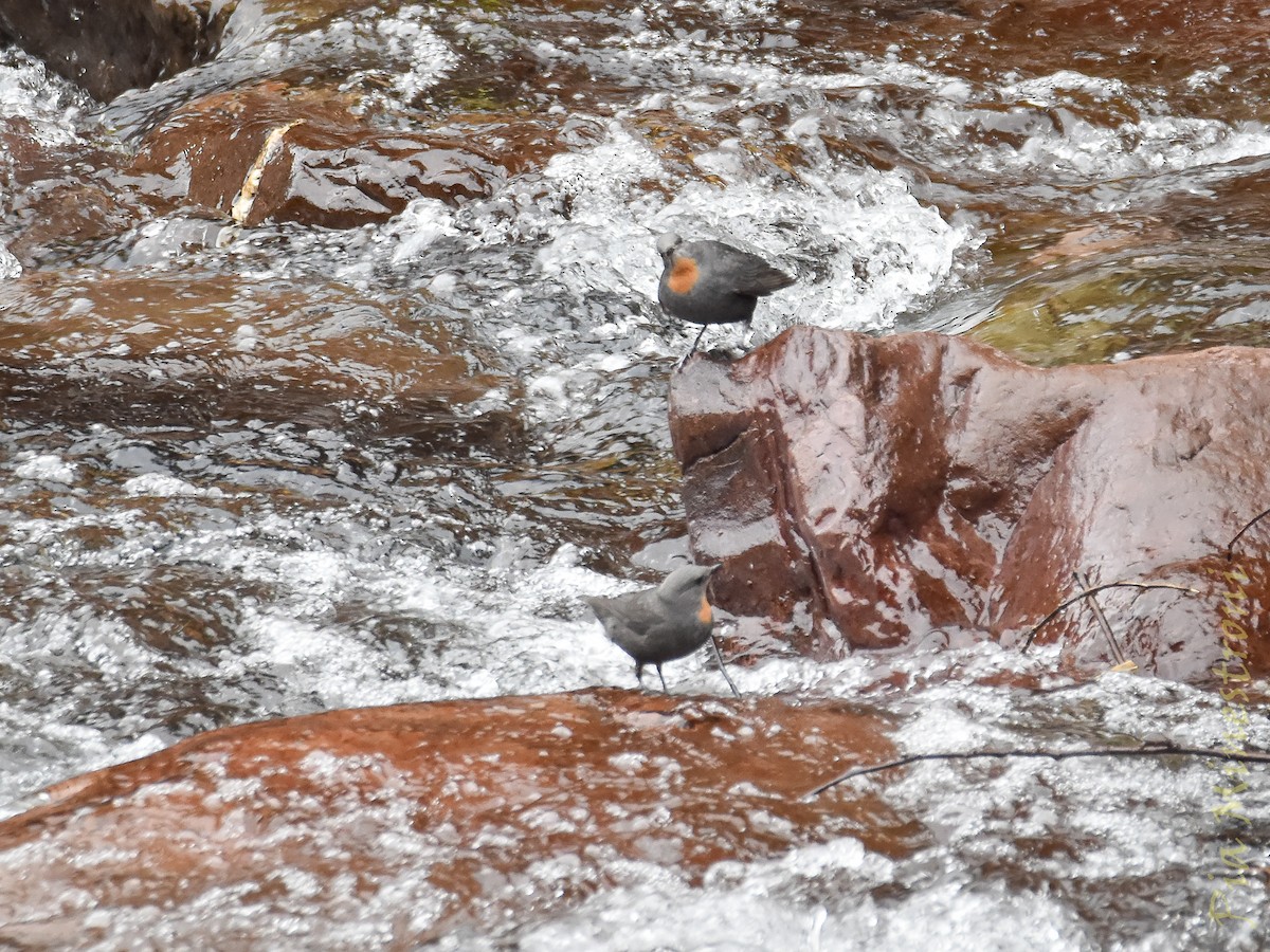 ノドアカカワガラス - ML639824055
