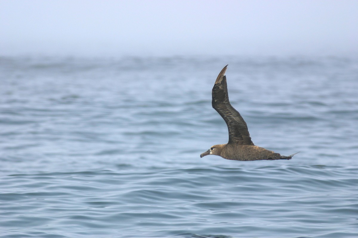 Black-footed Albatross - ML639824057