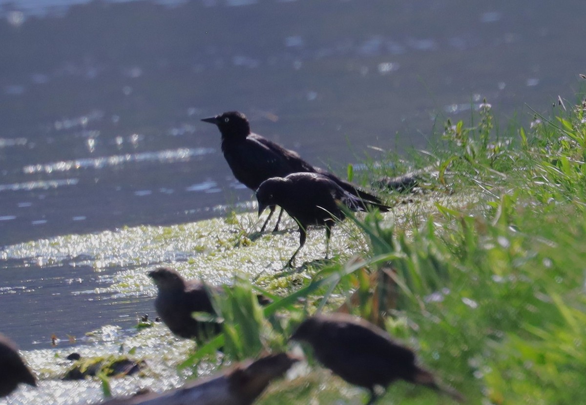 Brewer's Blackbird - ML639824098
