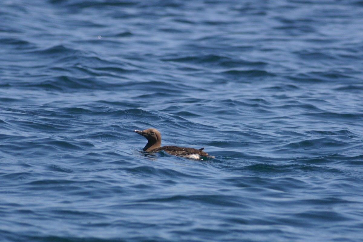 Common Murre - ML639824139