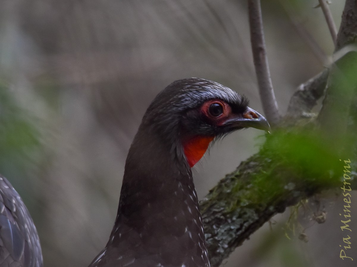 Red-faced Guan - ML639824180