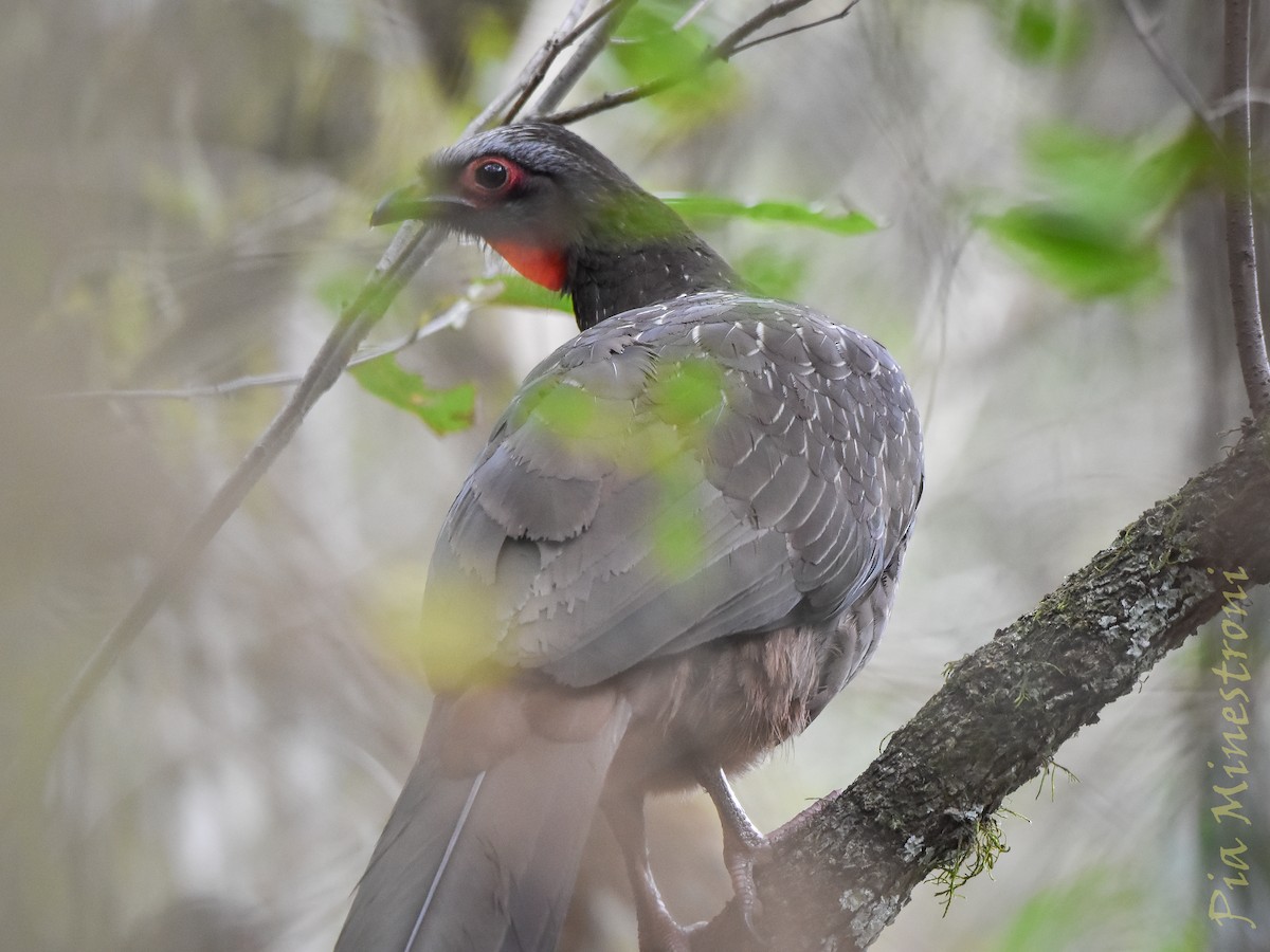 Red-faced Guan - ML639824181