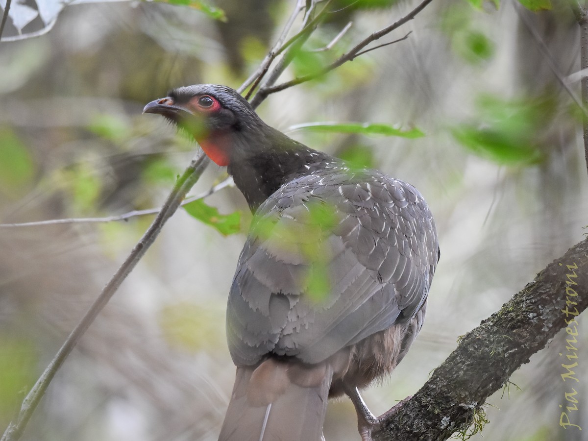 Red-faced Guan - ML639824182