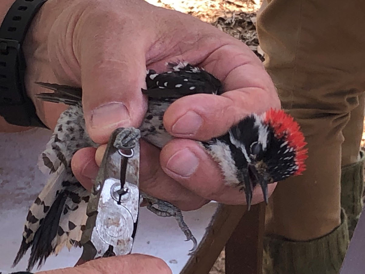 Nuttall's Woodpecker - ML639824220