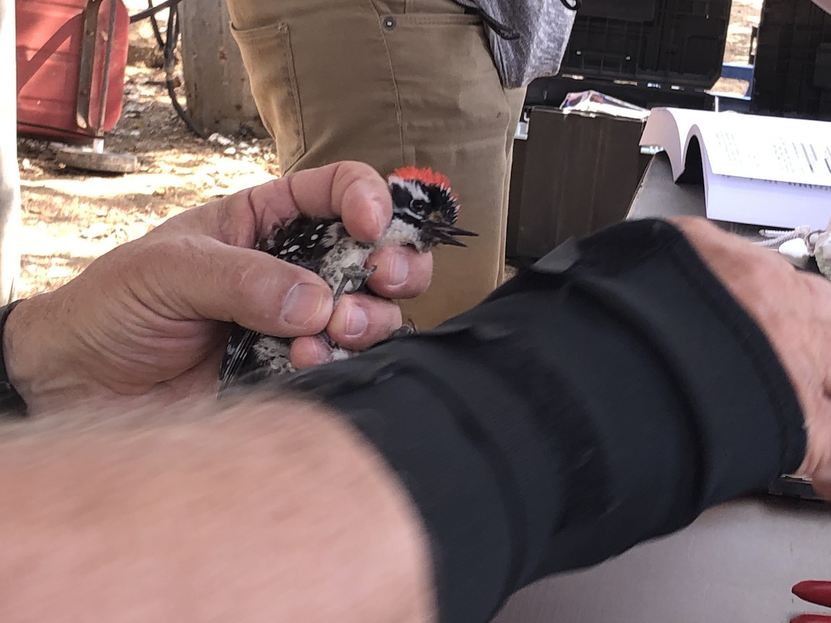 Nuttall's Woodpecker - ML639824221