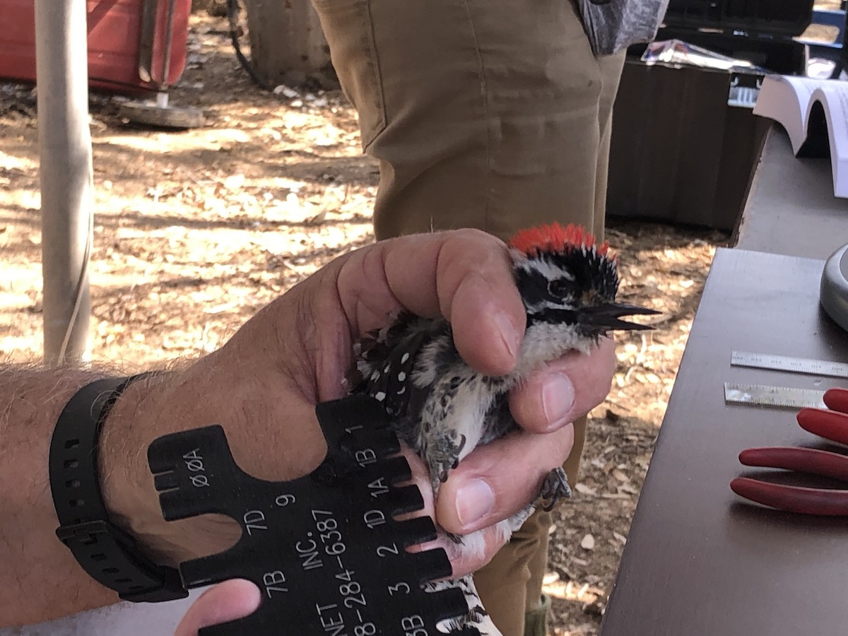 Nuttall's Woodpecker - ML639824224