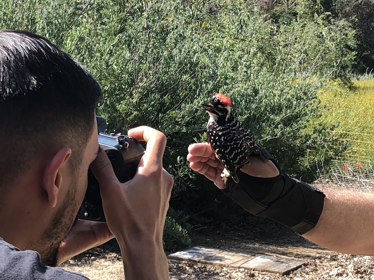 Nuttall's Woodpecker - ML639824225