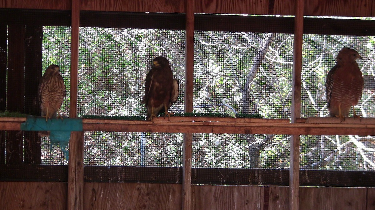 Swainson's Hawk - ML639824230