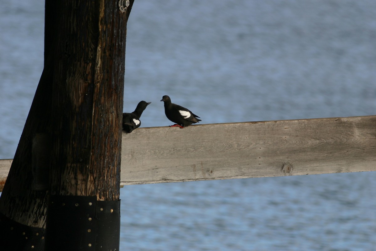 Pigeon Guillemot - ML639824246