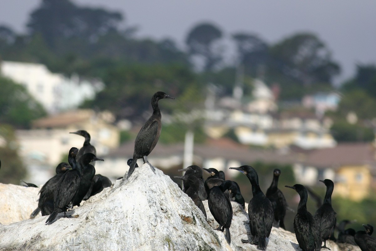 Brandt's Cormorant - ML639824254