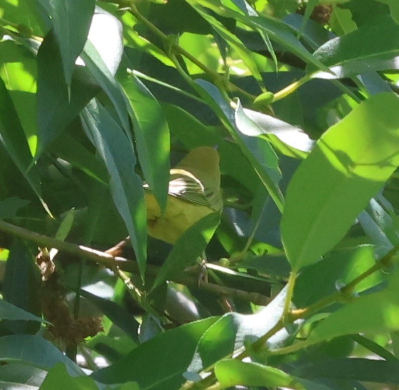 Yellow Warbler - ML639824339