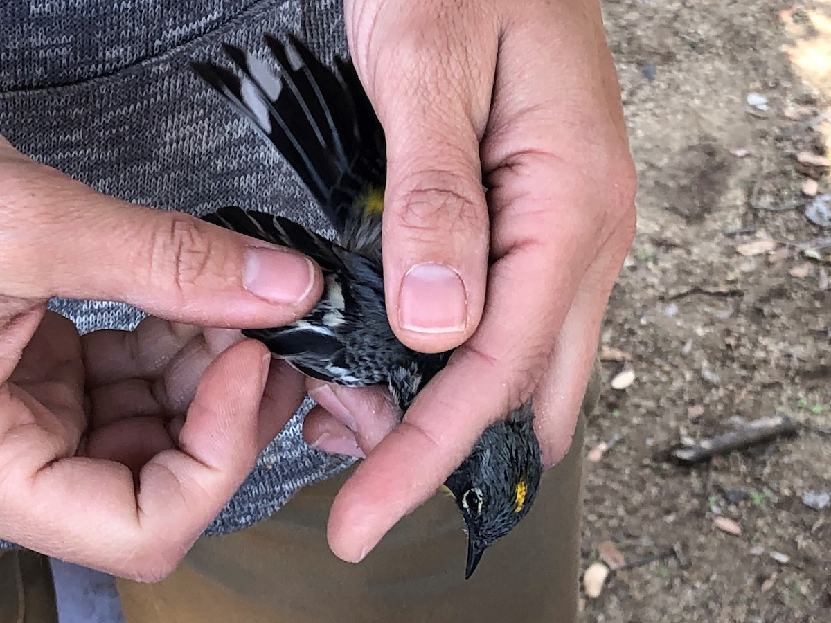 Yellow-rumped Warbler (Audubon's) - ML639824366