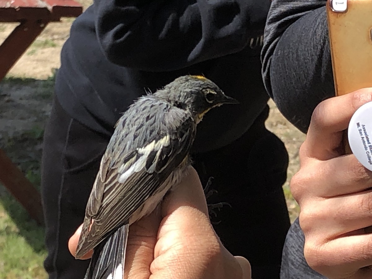 Yellow-rumped Warbler (Audubon's) - ML639824367