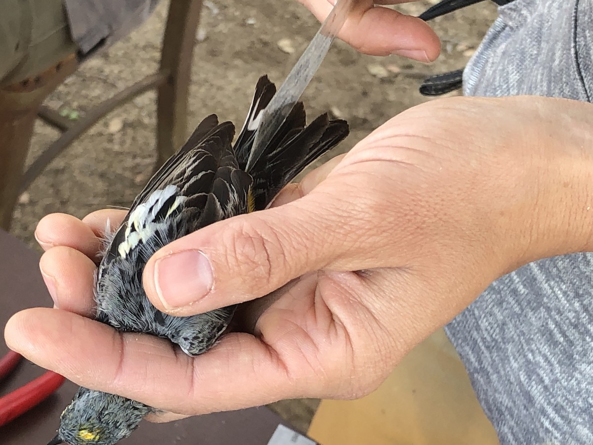 Yellow-rumped Warbler (Audubon's) - ML639824368