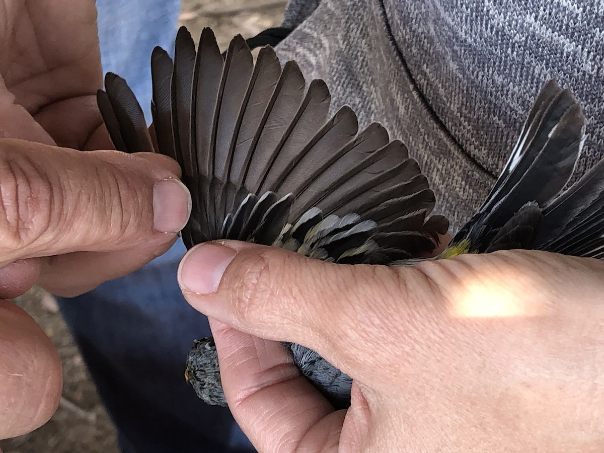 Yellow-rumped Warbler (Audubon's) - ML639824369