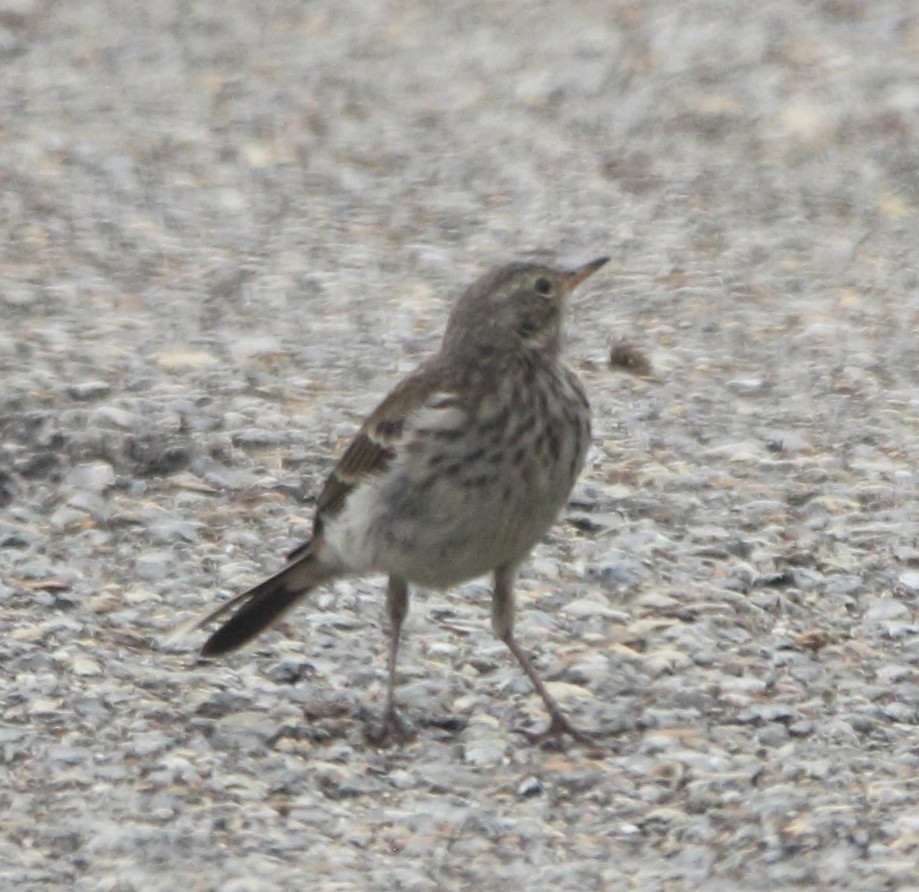 Water Pipit - ML639824399