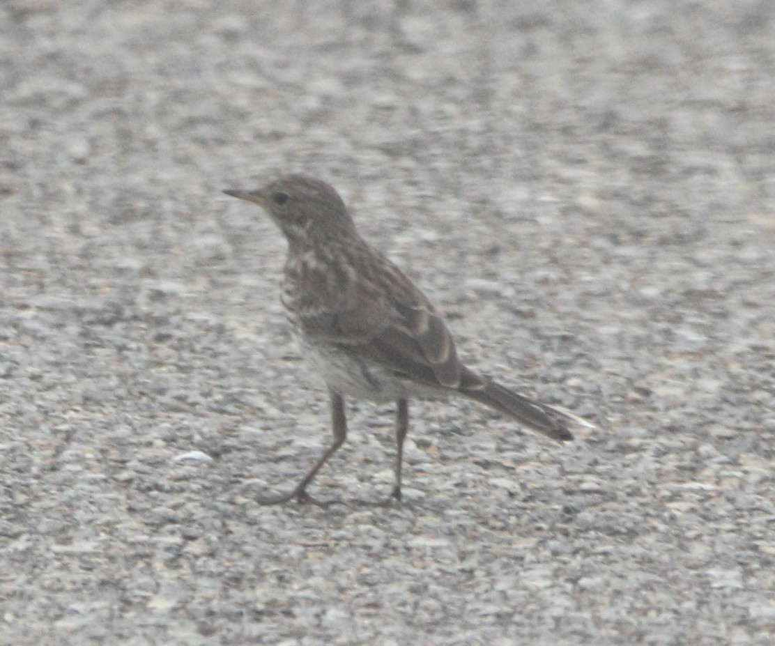 Water Pipit - ML639824400