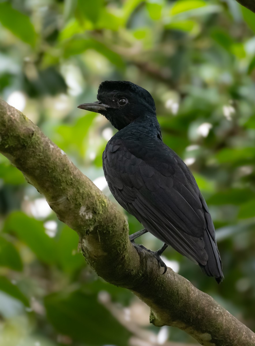 Bare-necked Umbrellabird - ML639824419