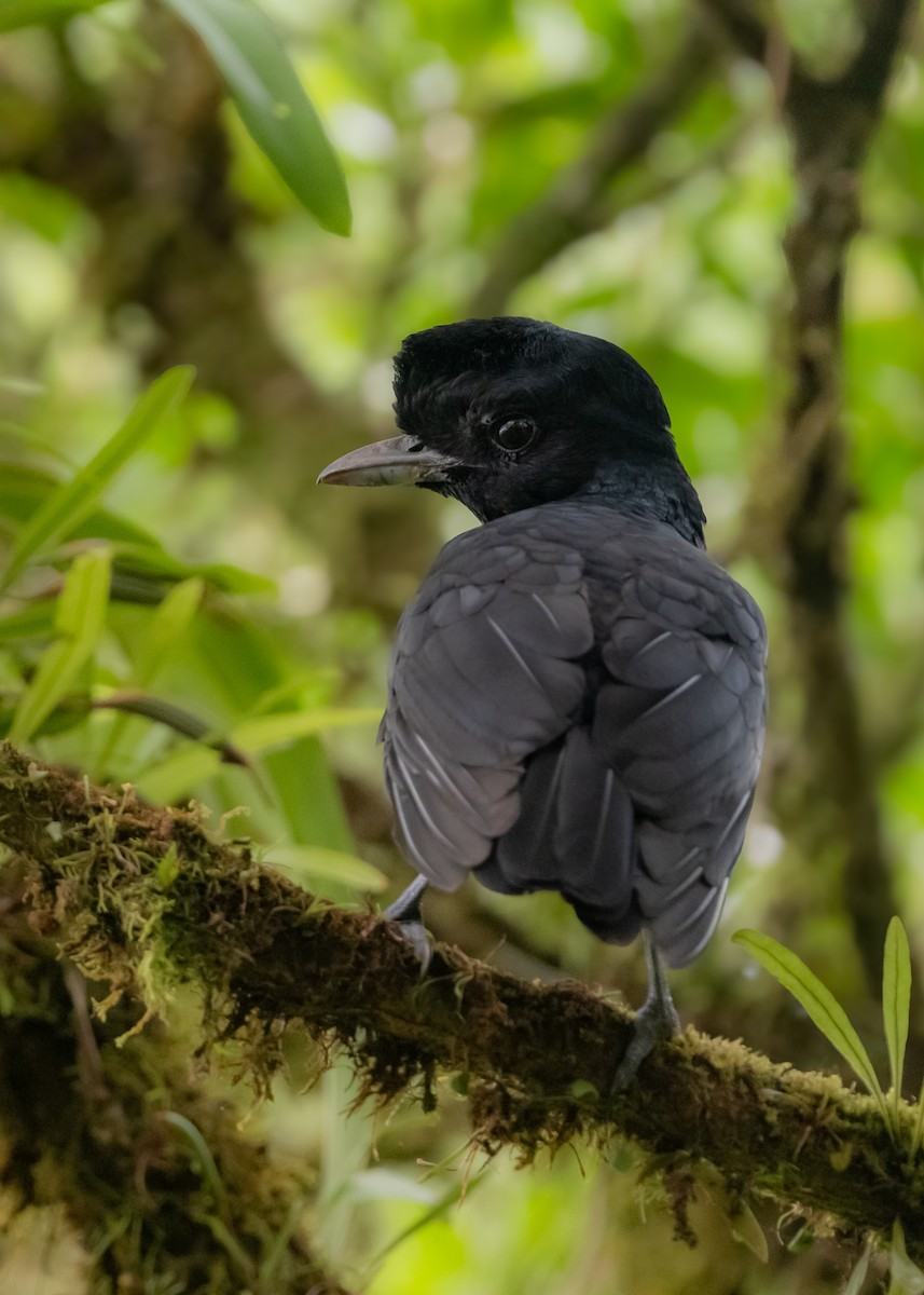 Bare-necked Umbrellabird - ML639824420
