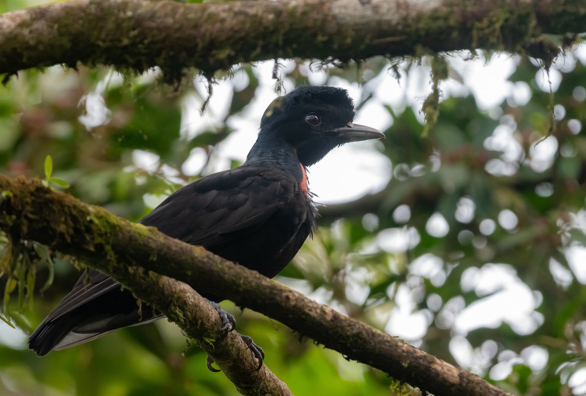 Bare-necked Umbrellabird - ML639824421