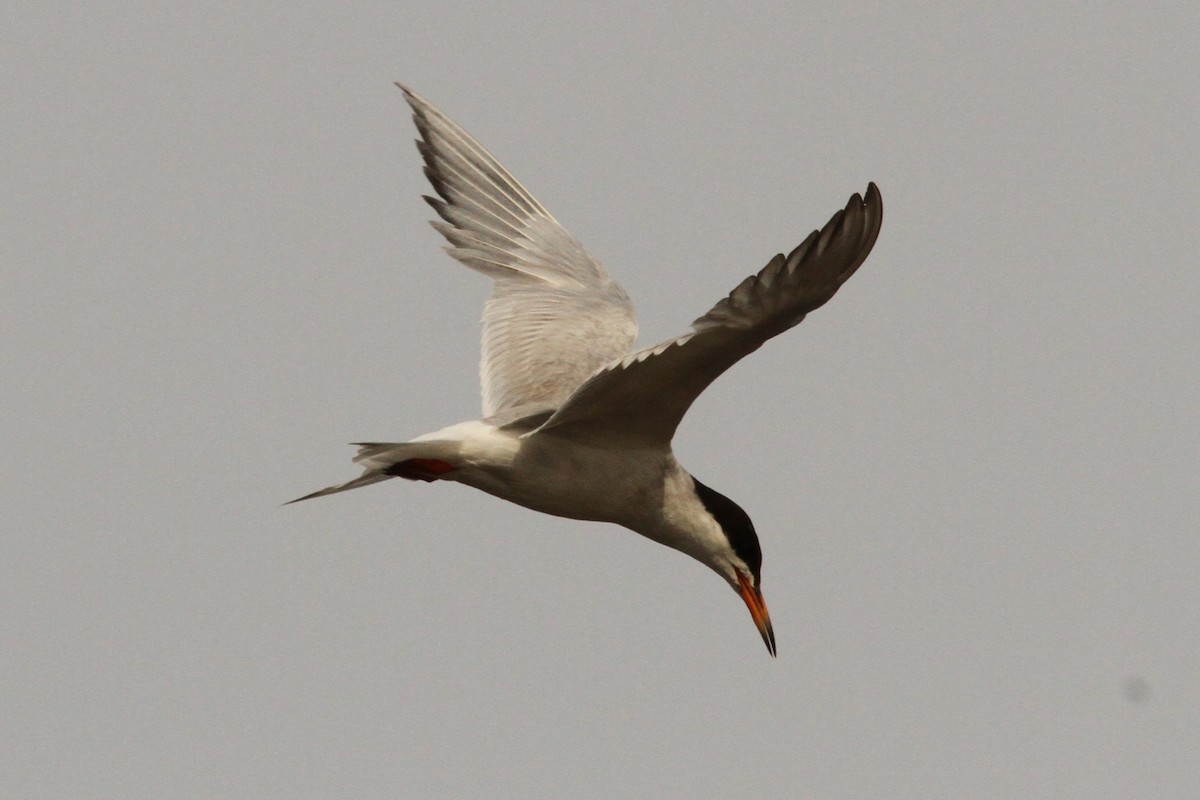 Forster's Tern - ML639824429