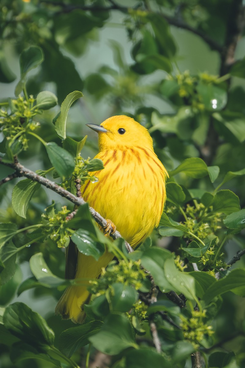 Yellow Warbler - ML639824444