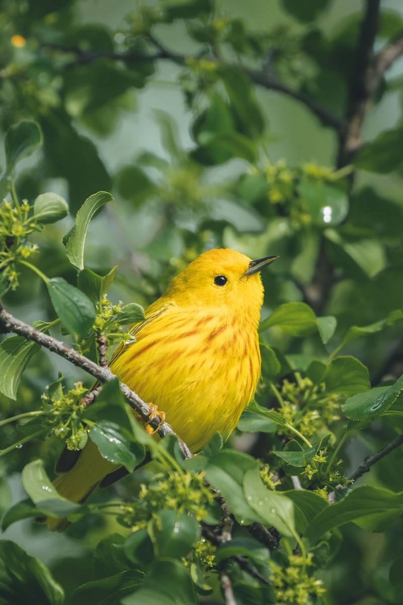 Yellow Warbler - ML639824445