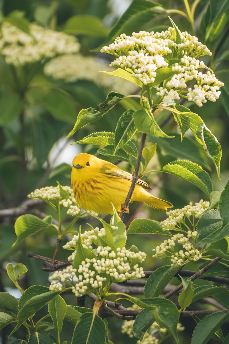 Yellow Warbler - ML639824447