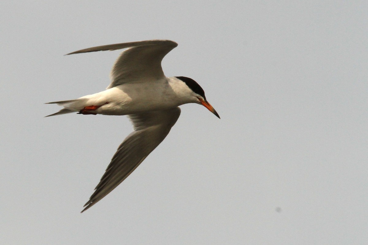 Forster's Tern - ML639824504