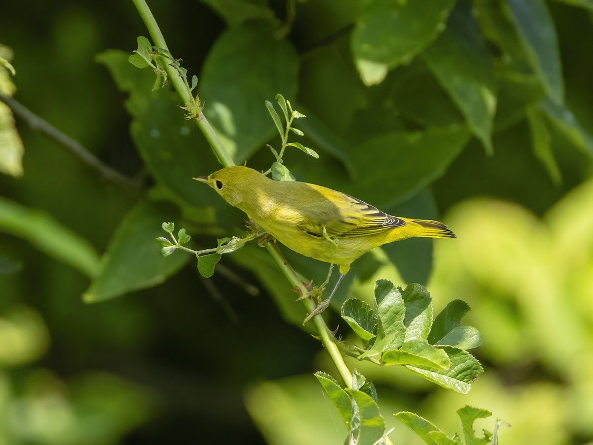 Yellow Warbler - ML639824557