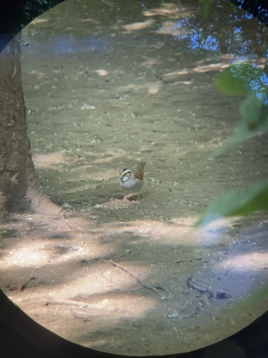 White-throated Sparrow - ML639824567